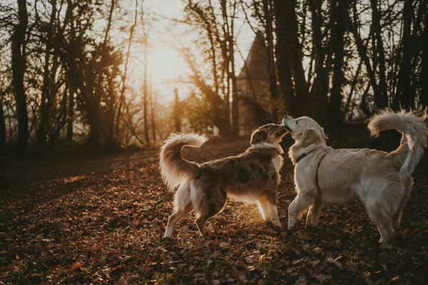 🐾 "Essential Pet Care Tips for New Pet Owners"