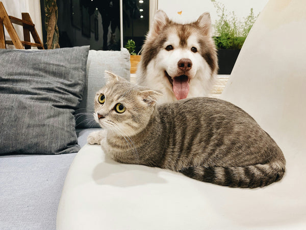🐕 "Why Pets Make Life Better: 6 Amazing Benefits of Having a Pet"